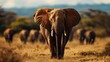 © arhendrix - A majestic elephant leading its herd across the African savanna during a golden sunset, showcasing the beauty and serenity of wildlife.