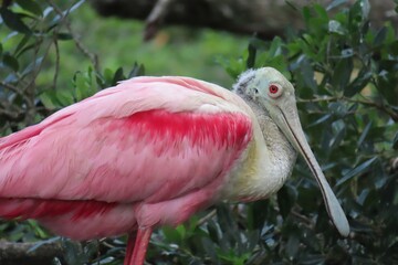 Wall Mural - Roseate spoonbill in Florida zoological garden, closeup