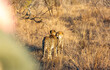 © Helen Rushbrook/Stocksy - Young male cheetah greeting his mother
