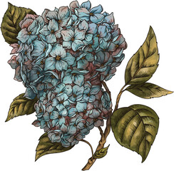 Vintage Poisonous Hydrangea Flower, Isolated PNG Witchcraft Magic Floral Illustration