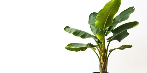 Canvas Print - Potted banana plant isolated on white background