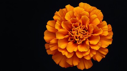 Wall Mural - A Single Orange Marigold Flower on a Black Background