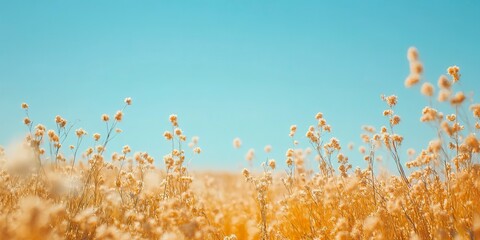 Wall Mural - Scenic sight of buckwheat field beneath clear skies 