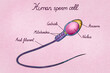 © Elena Saurius & Dani Rex/Stocksy - Illustration of human sperm cell with labelled parts