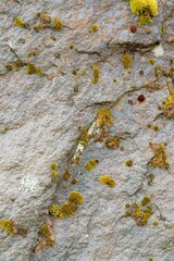 mossy rock texture