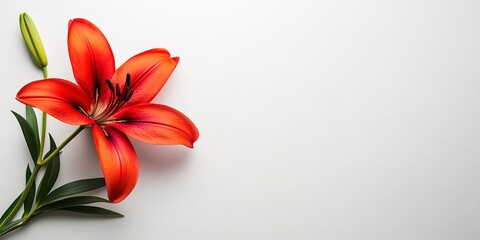 Wall Mural - Funeral lily on white background offering abundant space for strategic text placement