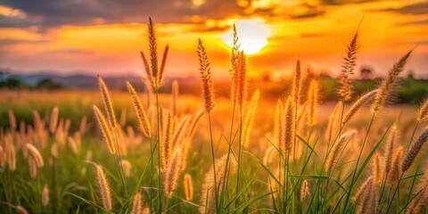 Sticker - Tall grass blurred background at sunset in Indonesia , nature, landscape, tropical, lush, green, dusk, evening, beauty