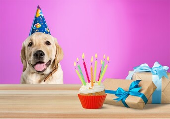 Poster - Cute dog wear party hat with cupcake and gift