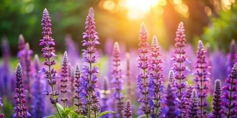 Canvas Print - Beautiful sage flowers blooming in a vibrant garden , sage, flowers, blooming, garden, colorful, nature, plant, botanical