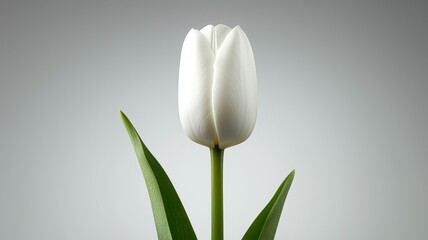 Canvas Print - A white flower with a green stem