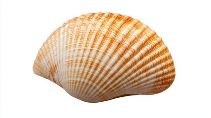 Wall Mural - A shell is shown in a white background