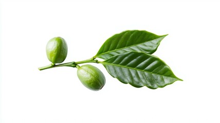 A green leaf with two green nuts on it