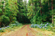 © Marcos Osorio/Stocksy - Tranquil path through forest on Terceira island in Azores
