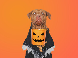 Wall Mural - Happy Halloween. Charming dog and Halloween costume. Isolated background. Close-up, indoors. Studio shot. Congratulations for family, relatives, loved ones, friends, colleagues. Pet care concept