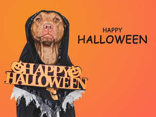 Wall Mural - Happy Halloween. Charming dog and Halloween costume. Isolated background. Close-up, indoors. Studio shot. Congratulations for family, relatives, loved ones, friends, colleagues. Pet care concept