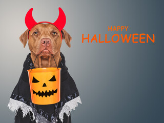 Wall Mural - Happy Halloween. Charming dog and Halloween costume. Isolated background. Close-up, indoors. Studio shot. Congratulations for family, relatives, loved ones, friends, colleagues. Pet care concept