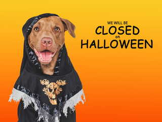 Wall Mural - Signboard with the inscription We will be closed on Halloween. Charming dog and Halloween costume. Closeup, indoors. Studio shot. Pets care concept