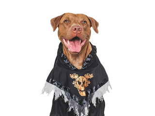 Wall Mural - Happy Halloween. Charming dog and Halloween costume. Isolated background. Close-up, indoors. Studio shot. Congratulations for family, relatives, loved ones, friends, colleagues. Pet care concept