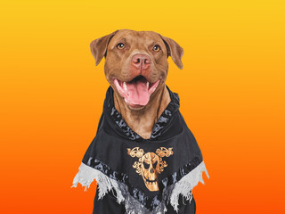 Wall Mural - Happy Halloween. Charming dog and Halloween costume. Isolated background. Close-up, indoors. Studio shot. Congratulations for family, relatives, loved ones, friends, colleagues. Pet care concept