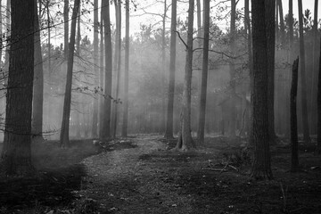 smoke in the woods