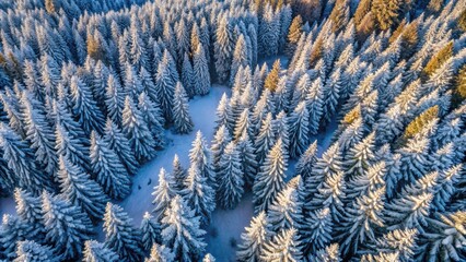 Wall Mural - Aerial view of snow-covered pine forest in a winter landscape, Winter, snow, trees, aerial view, pine forest, nature, cold, white