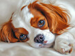 © Sandaru - Photorealistic Close-Up of a Cute Dog with Detailed Fur and Expressive Eyes for an Adorable Visual