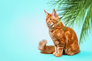 Wall Mural - Funny cat sitting on blue background with palm leaves