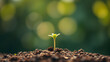 © Veerapat - Young plant sprouting from the soil, representing growth and new beginnings background wallpaper