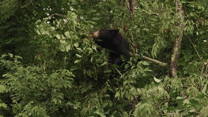 Wall Mural - Black Bear in Great Smoky Mountains National Park