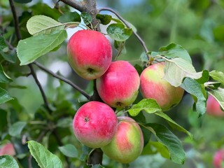 Sticker - Apples fruits on tree