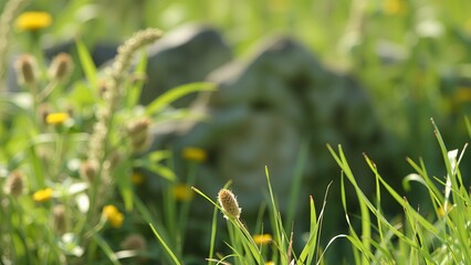 Poster - Close-up of a single brown seed head in a field of green grass.