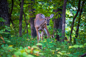 Young Deer in a Forest