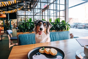 beautiful dog australian shepherd in a dog friendly cafe sits at the table next to her with a cup of