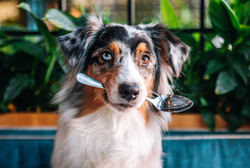 A beautiful Australian Shepherd dog with blue eyes sits at a table in the Dog Friendly cafe and holds a spoon in his teeth