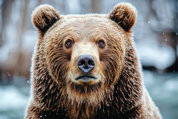 Wall Mural - Close-up Portrait of a Brown Bear with Snow Falling