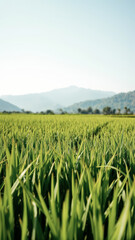 Wall Mural - Green Grass Field with Mountains in the Background