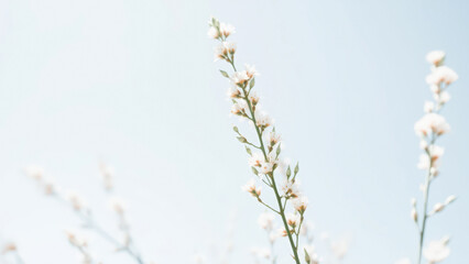 Wall Mural - Delicate White Flowers Blooming Against a Soft Blue Sky