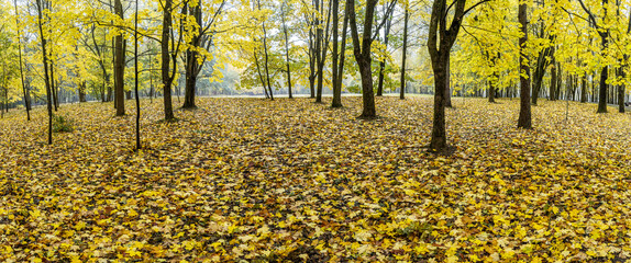 autumn in park. yellow trees and fallen dry orange foliage on ground. panoramic scenery.