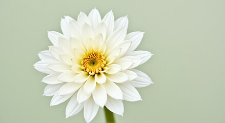 Wall Mural - white chrysanthemum flower