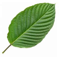 Canvas Print - Kratom leaf isolated on transparent background 