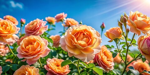 Wall Mural - Vibrant peach roses in full bloom under a clear sunny sky