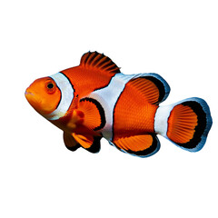 An orange and white clown fish isolated on a transparent background