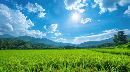 Scenic rice field under a blue sky