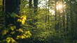 © CreativeBro - Scenic Spring Forest with Fresh Foliage and Sunlight