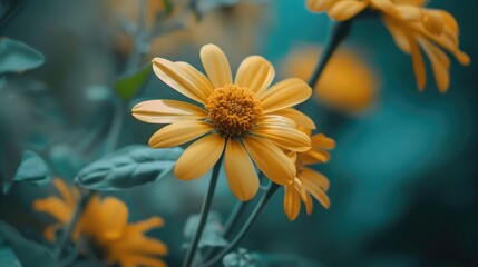 Wall Mural - Selective focused yellow flower close up