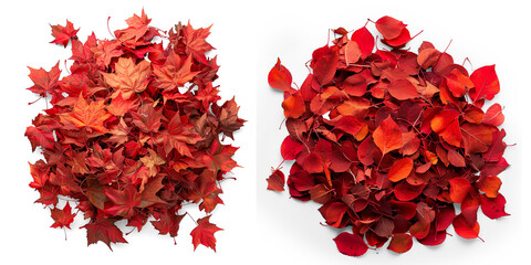 A heap of vibrant red autumn leaves neatly arranged on a Transparent Background