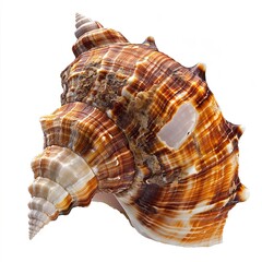 Wall Mural - A shell on a Transparent Background isolated