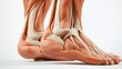 © Iswanto - Close-up of a human anatomical model showcasing the intricate structure of the ankle and foot, highlighting the muscles and bones.