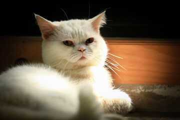 White cat and beautiful sunlight