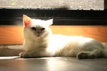 White cat and beautiful sunlight